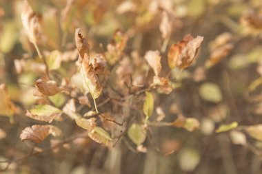 Çalı üzerinde sonbahar altın yaprakları, bulanık arkaplan