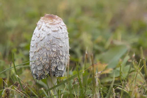 Ядовитый гриб на размытом фоне — стоковое фото
