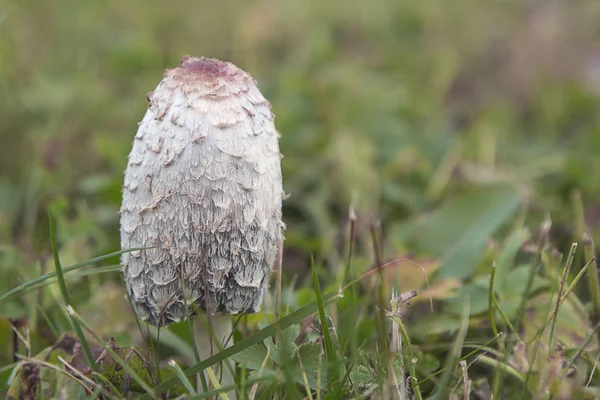 Ядовитый гриб на размытом фоне — стоковое фото
