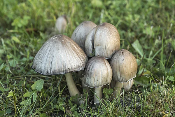 Ядовитый гриб в лесу — стоковое фото