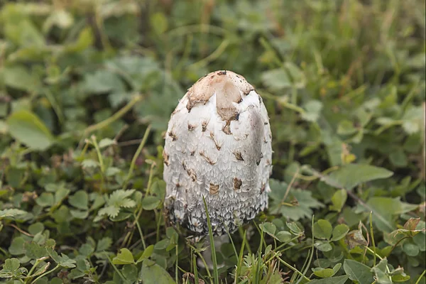 Несъедобный гриб на зеленой траве в саду — стоковое фото