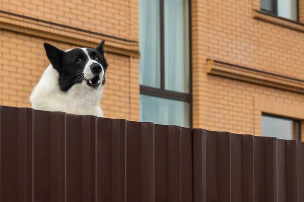A large dog guards his house, hangs on a fence and watches the street.