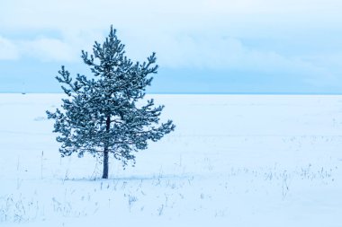 Yalnız çam ağacı kışın karların altında kıyıda duruyor.
