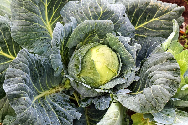 head of cabbage grows on a vegetable bed, large drops after rain on cabbage castings