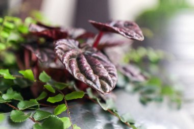 Peperomia caperata (Brezilya 'ya özgüdür) yakın plan ve gelişmekte olan bir saksının bulanık arka planında asplenyum. Bahçede saksılar var. Yumuşak odak