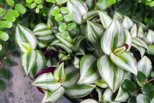 Tradescantia Zebrina Close Asplenium Trichomanes Una Maceta Moderna Jardín Casero —  Fotos de Stock