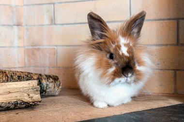 Güzel tavşan Aslan Kafa evdeki büyük şöminenin yanında dinleniyor..