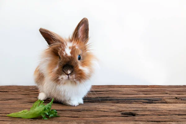 Härlig Kanin Äter Ett Blad Sallad Trä Bakgrund — Stockfoto