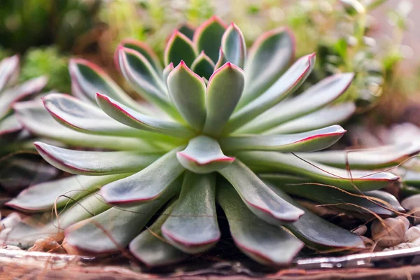 Suculenta Echeveria Crassula Primer Plano Crece Caché —  Fotos de Stock