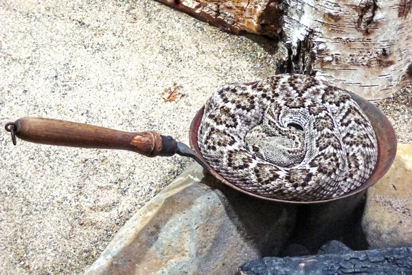 Большая Пятнистая Змея Свернувшаяся Кольца Покоящийся Сковороде Среди Камней — стоковое фото