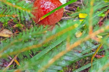 Yeşil orman çimi ve turuncu mantarın bulanık arka planı.