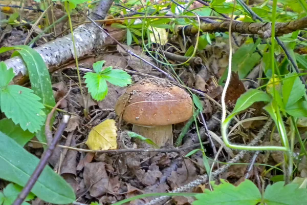 Boletus Mushroom Forest Leaves Grass — Stock Photo, Image