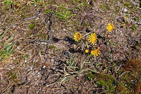 Bright Yellow Bush Coltsfoot Blooms Spring — Stock Photo, Image