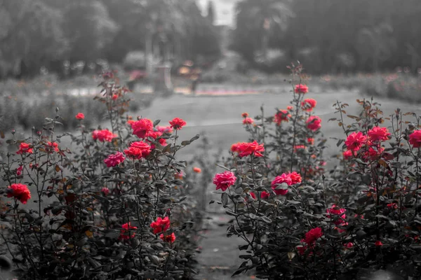 Jardin de roses rouges beau fond — Photo