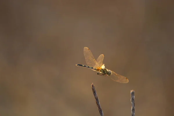 Libellule vert queue orange ailes volant — Photo