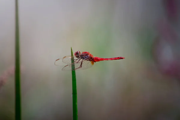 Rote Libelle auf der Spitze eines grünen Grases — Stockfoto