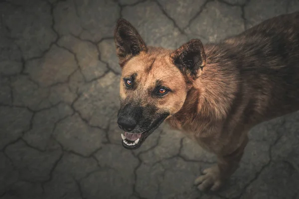 Sokak köpeği kırmızı gözleri yukarı bakıyor.