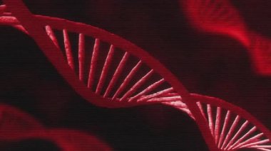 Soyut DNA 'nın dikişsiz döngülü karanlık zemin üzerinde 3D animasyonu. Bilimsel animasyon için genetik bilginin kavramsal tasarımı. Hologram kırmızı, dönen DNA çift sarmal siyah arkaplan üzerinde.