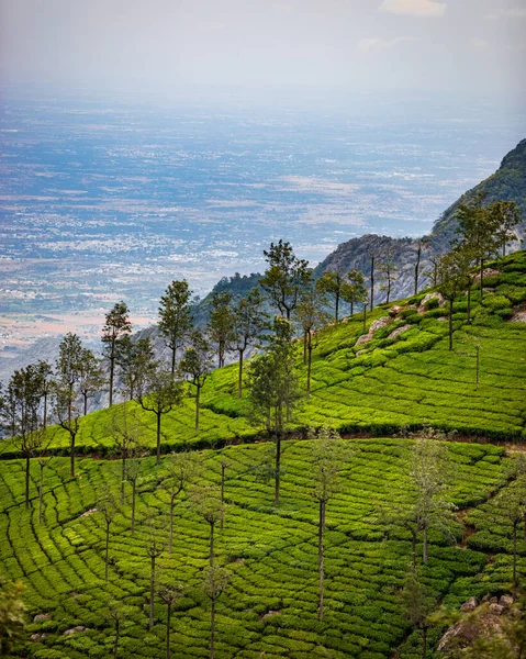 hill sloop tea estate beautiful landscape view