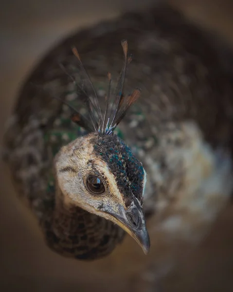 bebek tavus kuşu yüz resmi yakın çekim