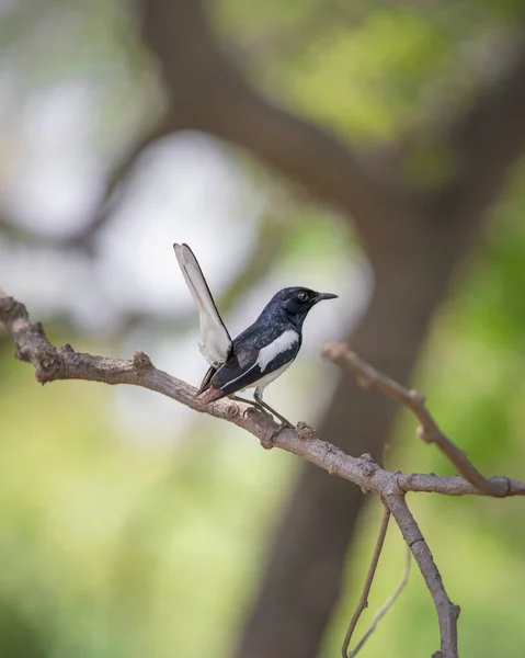 Pie Rouge Oriental Face Arrière Assis Sur Une Petite Branche — Photo