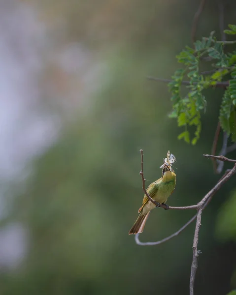 Green Bee Eater Sitting Small Tree Branch Eating Butterfly — Stock Photo, Image