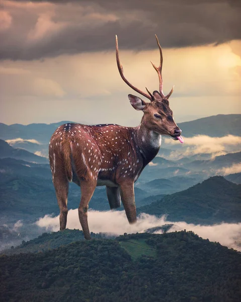 Rehe Stehen Zwischen Bergen Und Wolken — Stockfoto