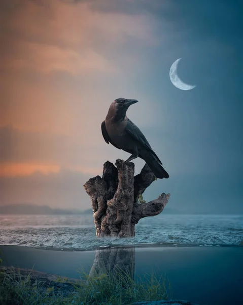 Cuervo Pie Rama Árbol Flotando Mar Noche Luna Bajo Agua Fotos de stock