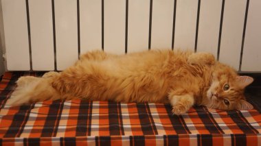 Kedi kumların üzerinde güneşleniyor.