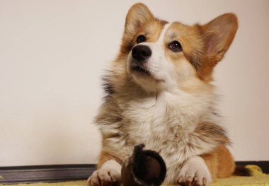 Halıdaki evcil köpek.