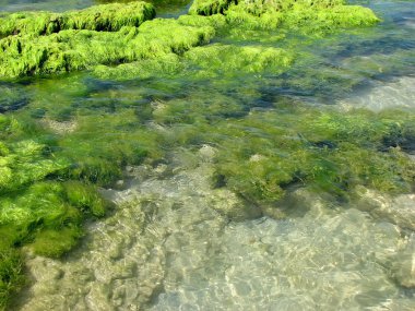 Denizdeki yeşil yosunlar