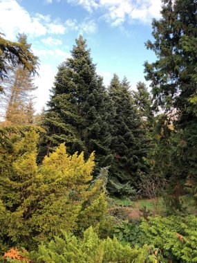 Botanik bahçesindeki ladin ormanı