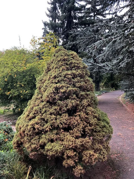 Spruce Tree Botanical Garden — Stock Photo, Image