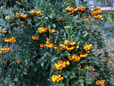 Baharın sonunda sarı dutlar