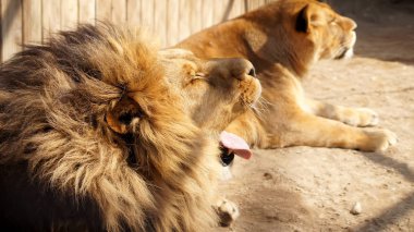 Bir aslanın sakin bakışları