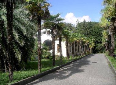 Beyaz binalı palmiye yolu