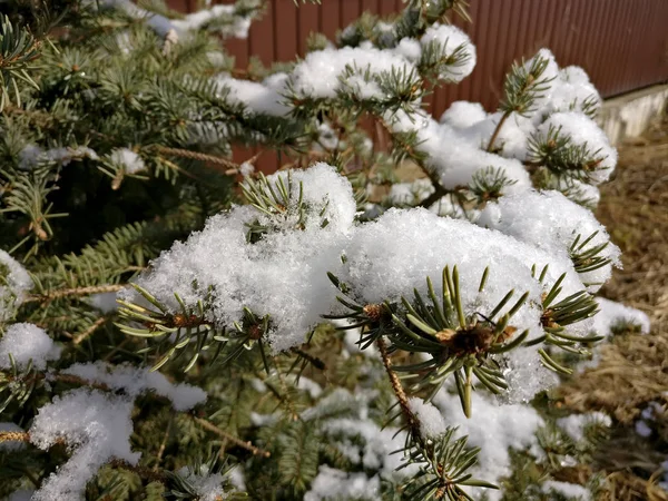 Snowy Christmas Trees — Stock Photo, Image