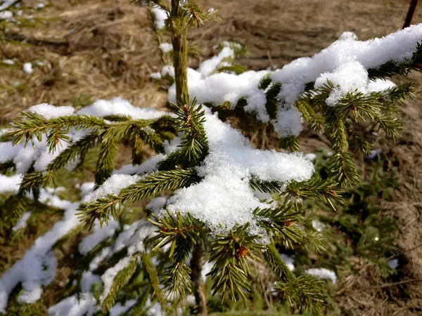 First Snow Christmas Spruce Tree — Stock Photo, Image