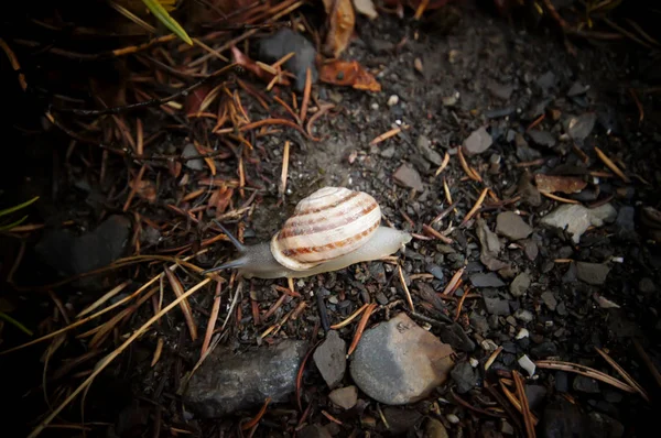 Close-up crawling snail on the ground