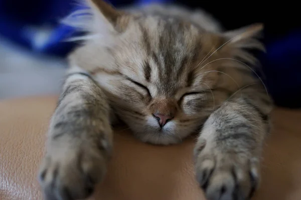 Primer Plano Durmiendo Gato Acostado Sofá —  Fotos de Stock