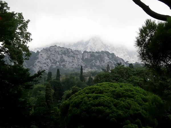 Dağların manzarası. Sis ve Çam