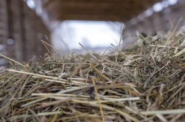 Tahta bir ahırda atlar için saman yığını.