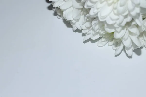 white flowers on white background