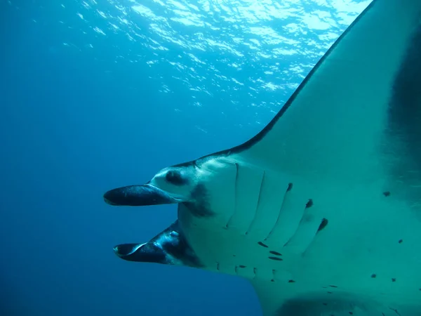 Obří Manta Paprsek Oceánu Zblízka Potápění — Stock fotografie