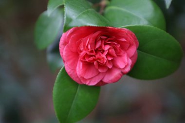 Çiçekli pembe narin kamelya. Yakın çekim.