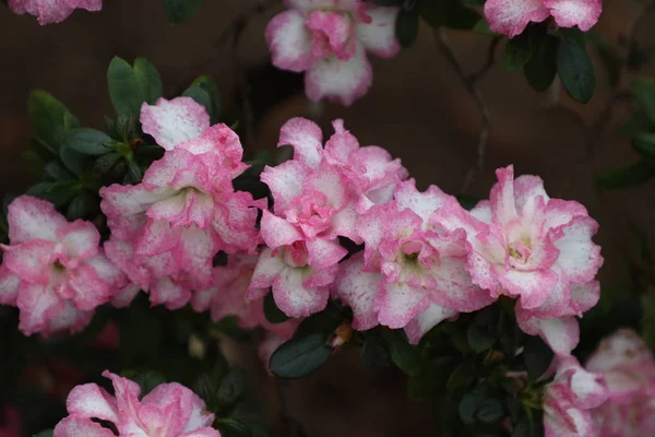 Blommande Rosa Azaleor Naturlig Bakgrund — Stockfoto