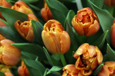 Bahar bahçesinde portakal açan laleler