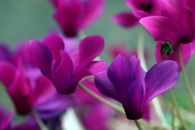 Bahar bahçesinde parlak mor siklamenler