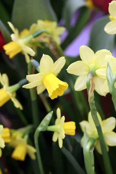 Gula Blommande Påskliljor Trädgården — Stockfoto