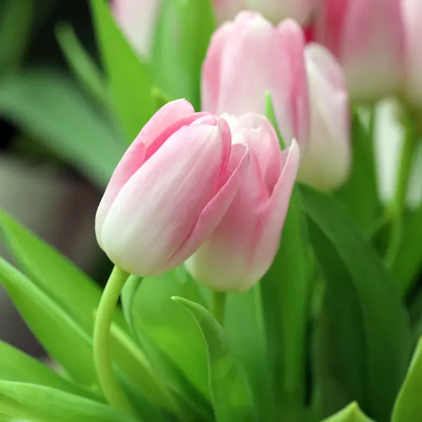 Bahçede Pembe Laleler Bir Buket Çiçek — Stok fotoğraf